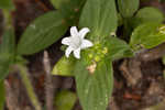 Tropical Mexican clover